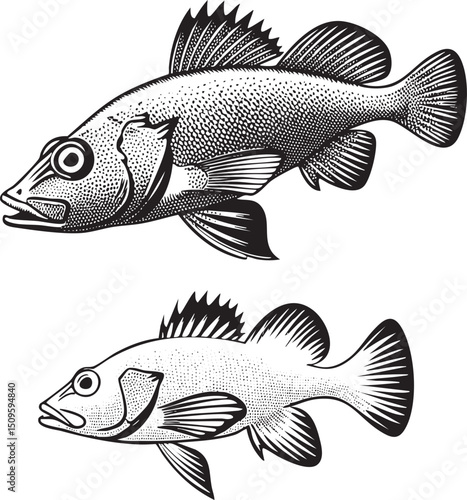 stylized of two fish facing forward.