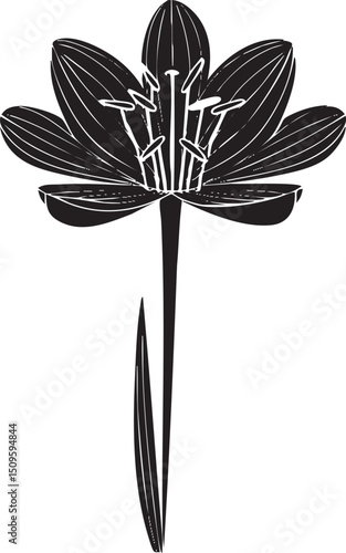 solitary flower stands upright against a white background.