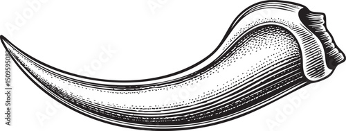 detailed monochromatic of a curved animal tusk.