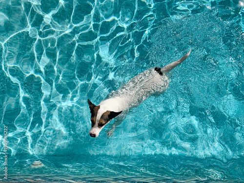 High angle view of a small dog swimming in outdoor swimming pool