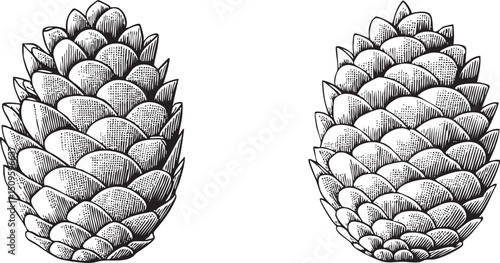 Two detailed pine cones are presented in a symmetrical arrangement.