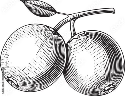 Two oranges hang from a branch with a single leaf.