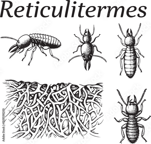 Three black and white illustrations depict various species of termites showcasing their segmented bodies and intricate antennae.