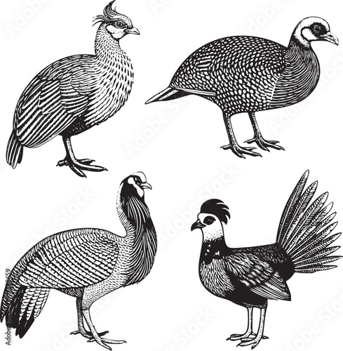 Four detailed black and white illustrations of quails stand upright displaying their distinctive plumage.