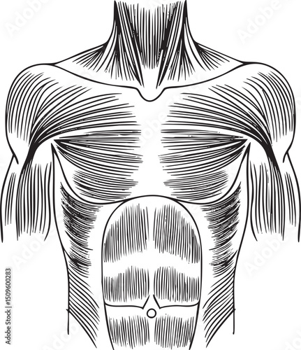 Detailed anatomical of a human torso showcasing muscle structure.