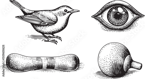 small bird perches above an eye and a rounded object.