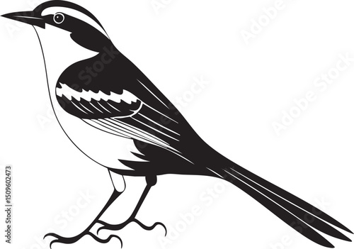 black and white songbird walks along a horizontal .