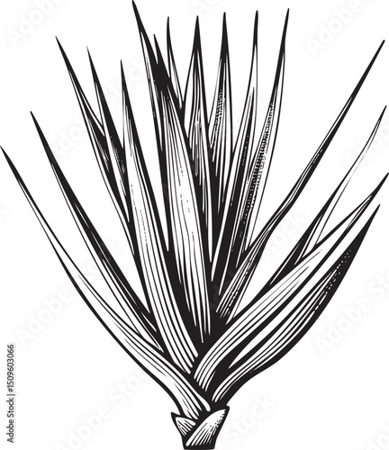 tall spiky plant emerges from a dense base.