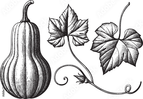 detailed black and white showcases a large gourd alongside two vibrant leaves.