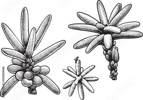 Three stylized succulents display intricate leaf in a detailed black and white .