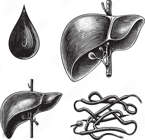 Detailed black and white engraving depicts a human liver with intricate vascular network.