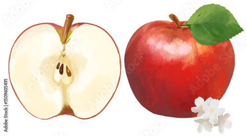 水彩で描いたりんご 断面図 apple