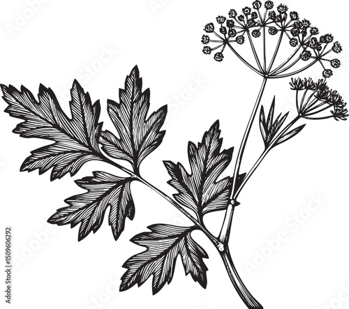 detailed black and white of dill plant branches with seed clusters.