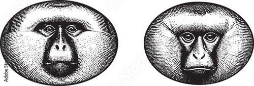 Two primate faces are displayed in circular forms.
