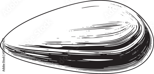 single detailed seashell rests on a white surface.