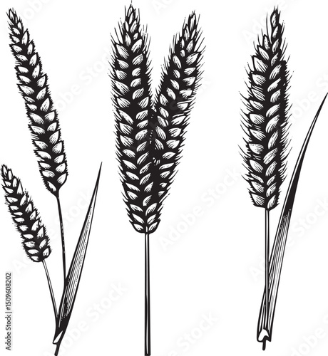 Three wheat stalks stand upright displaying dense seed heads against a stark white background.