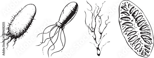Three distinct stylized microorganisms are presented in black and white.