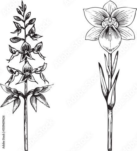 black and white depicts a flowering plant with delicate petals.