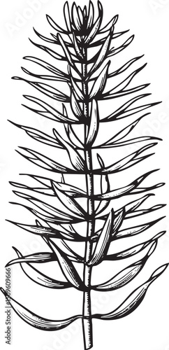 vertical sketch of a delicate plant stem with numerous small leaves.