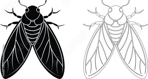 Cicada Insect Illustration in Black and White Outline Style Isolated on White