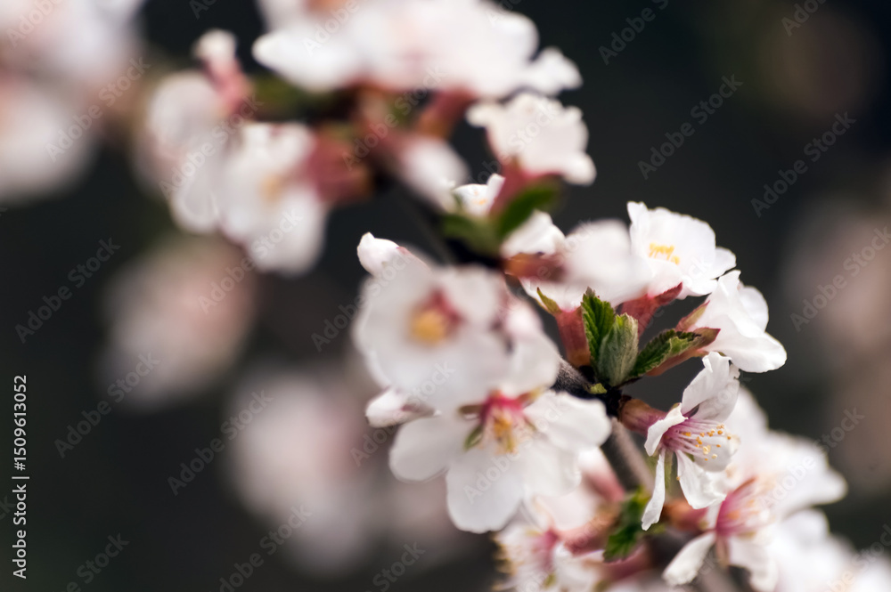 Obraz premium Cherry blossom in springtime, macro photo with shallow depth of field