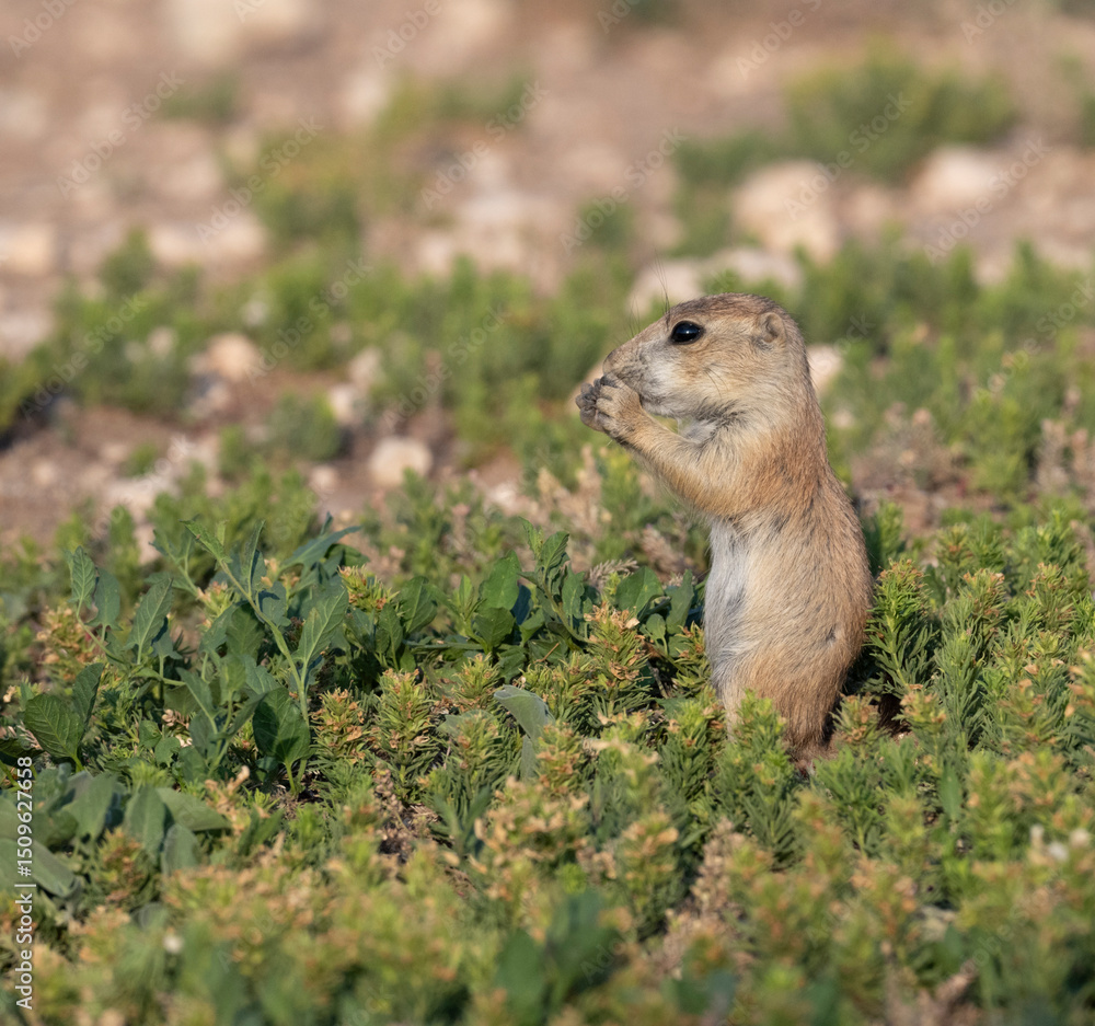 Naklejka premium Puppy of black-tailed prairie dog, Cynomys ludovicianus, feeding in prairie in Prairie Dog Town, Lubbock, Texas