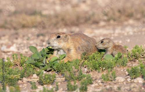 Canvas Print Adult and young prairie dogs interaction as part of daily grooming routine, Lubb