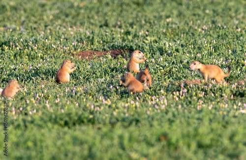 Young Black-tailed prairie dogs feeding and playing at Prairie Dog Town in Mackenzie City Park, Lubbock, Texas