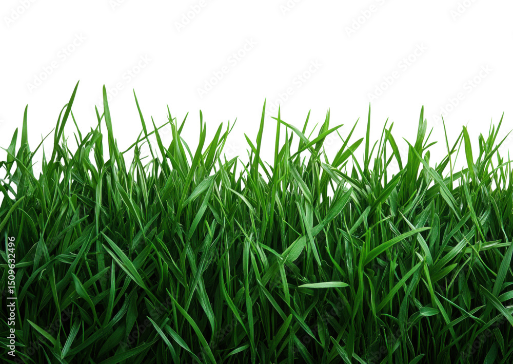 Obraz premium A lush green field of grass with a white background