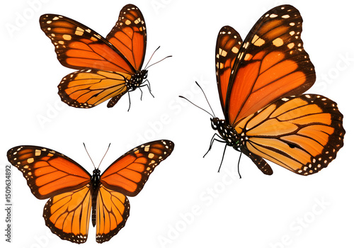 Three vibrant monarch butterflies with bright orange and black wings. isolated on white or transparent background. PNG, displaying elegance and grace