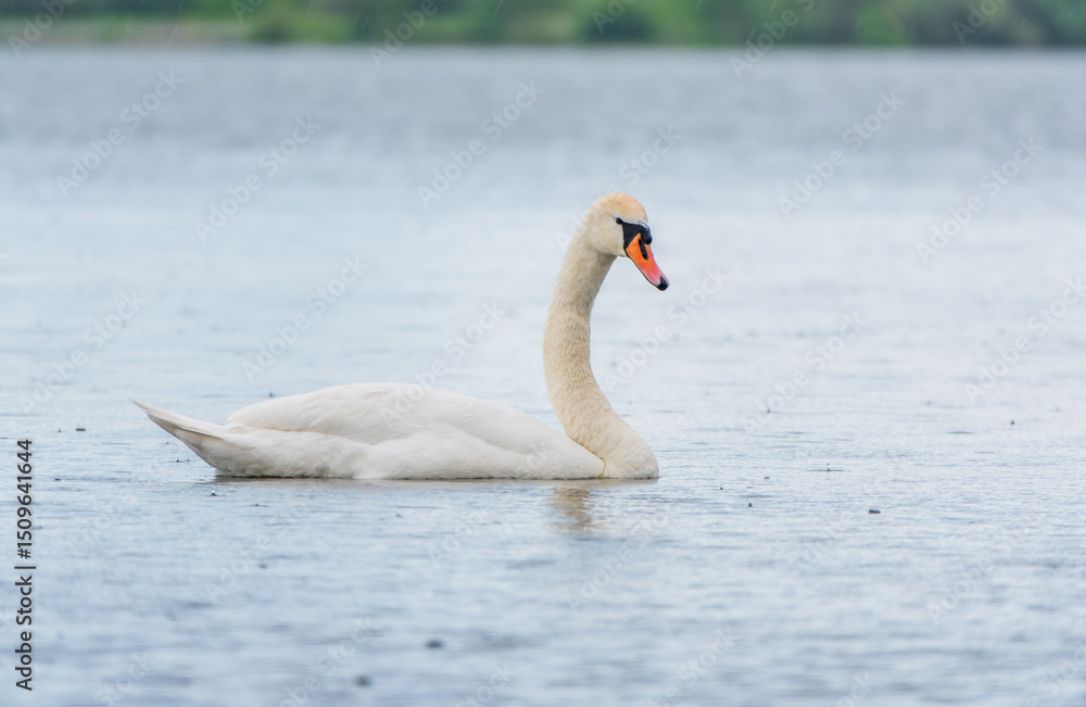 Obraz premium Graceful white Swan swimming in the lake, swans in the wild. Portrait of a white swan swimming on a lake.