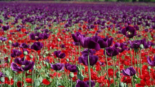 Flowering purple poppy seed flowers (Papaver somniferum). Agricultural field of opium poppy or breadseed poppy.