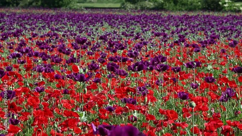 Flowering purple poppy seed flowers (Papaver somniferum). Agricultural field of opium poppy or breadseed poppy.