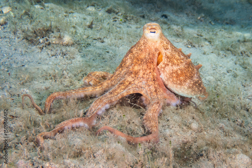 Common Octopus (Octopus vulgaris) at the Blue Heron Bridge, Phil Foster Park, Riviera Beach, Florida
