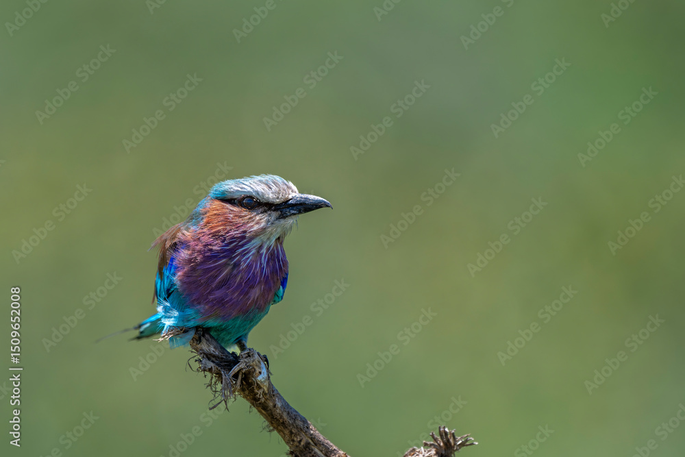 Obraz premium lilac breasted roller, national bird of kenya