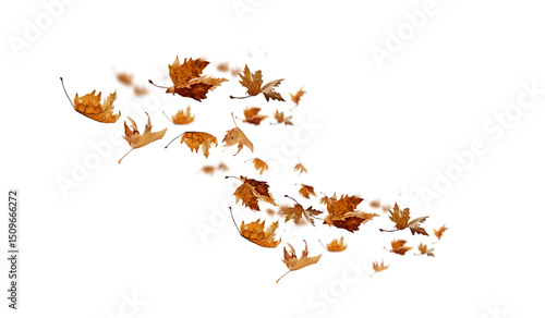 Fototapeta Naklejka Na Ścianę i Meble -  leaf leaves isolated autumn winter season background falling fall platanus tree wid air w