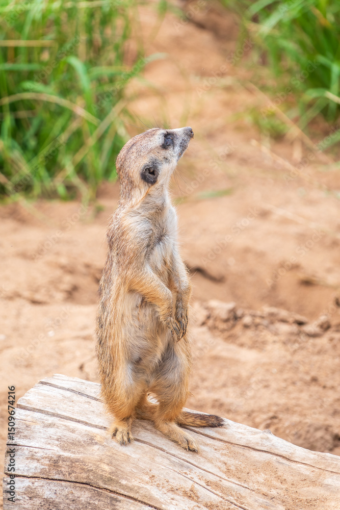 Meerkat, Suricata suricatta, on hind legs. Portrait of meerkat standing on hind legs with alert expression. Portrait of a funny meerkat sitting on its hind legs. Meerkat, Suricata suricatta, on hind legs. Portrait of meerkat standing on hind legs with alert expression. Portrait of a funny meerkat sitting on its hind legs.