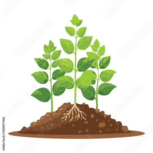 Young plant with exposed roots illustration
