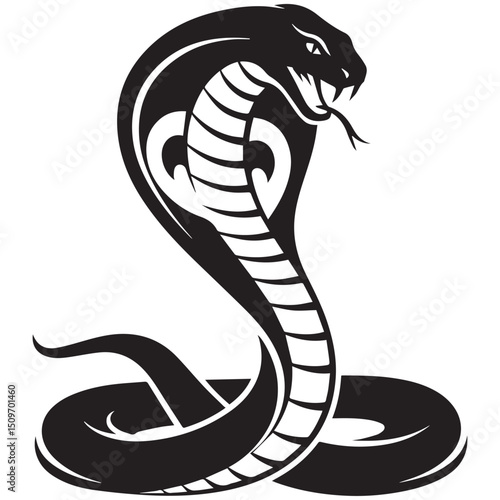 A black cobra snake is coiled and rising upward its head poised with an open mouth and forked tongue extended