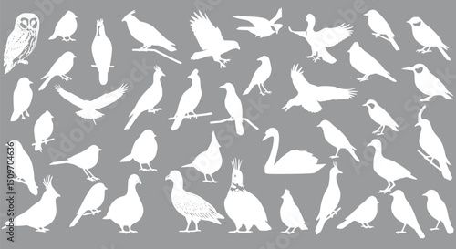 White Bird Silhouettes Collection: Diverse Avian Species Grey Backgrou