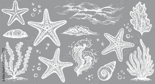 Sea Life Starfish Shells Ocean Waves Coral Hand Drawn Illustration Gra