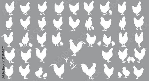 White Chicken Silhouettes Roosters Hens Chicks Farm Animals Poultry Gr
