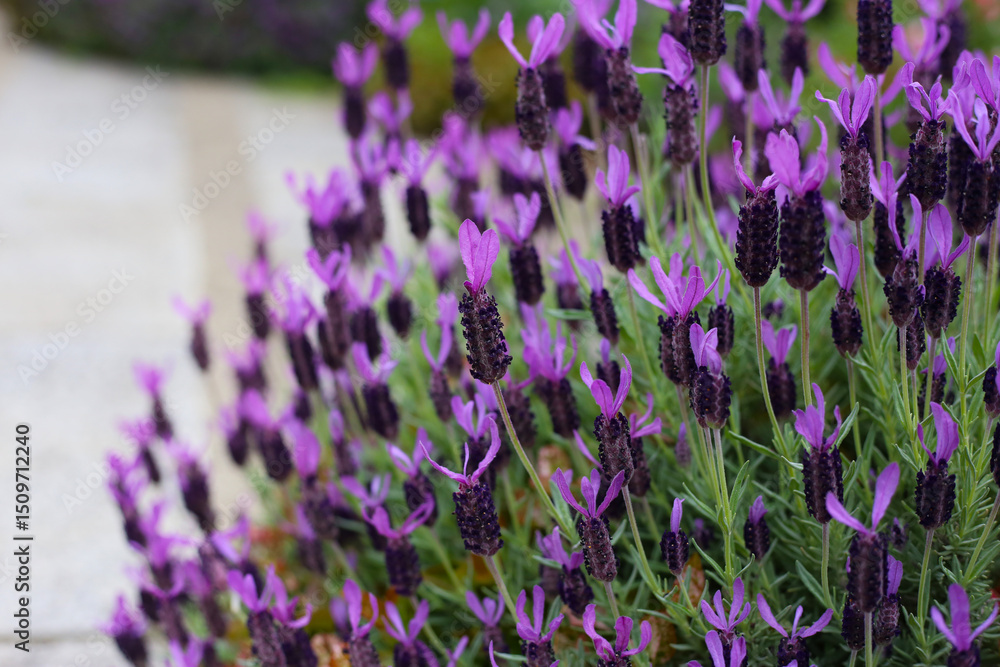 Naklejka premium Beautiful purple flowers of French Lavender