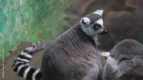 close up family of adult lemurs , animal lemur in zoo