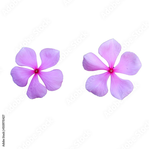 pink frangipani flower isolated