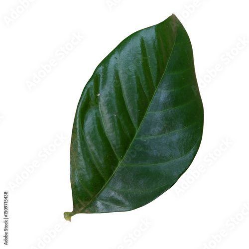 green leaf isolated on white background