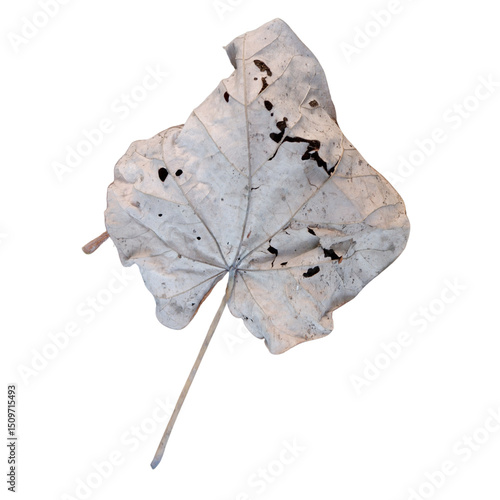 leaf on a white background