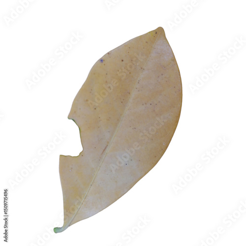 leaf on a white background