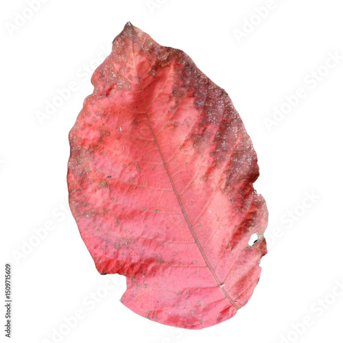 red leaf on white background