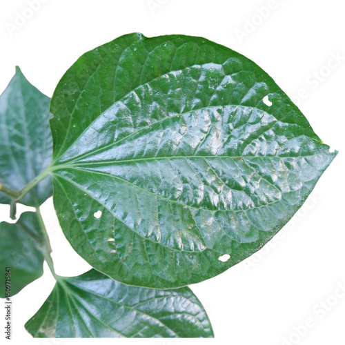 green leaf isolated on white background